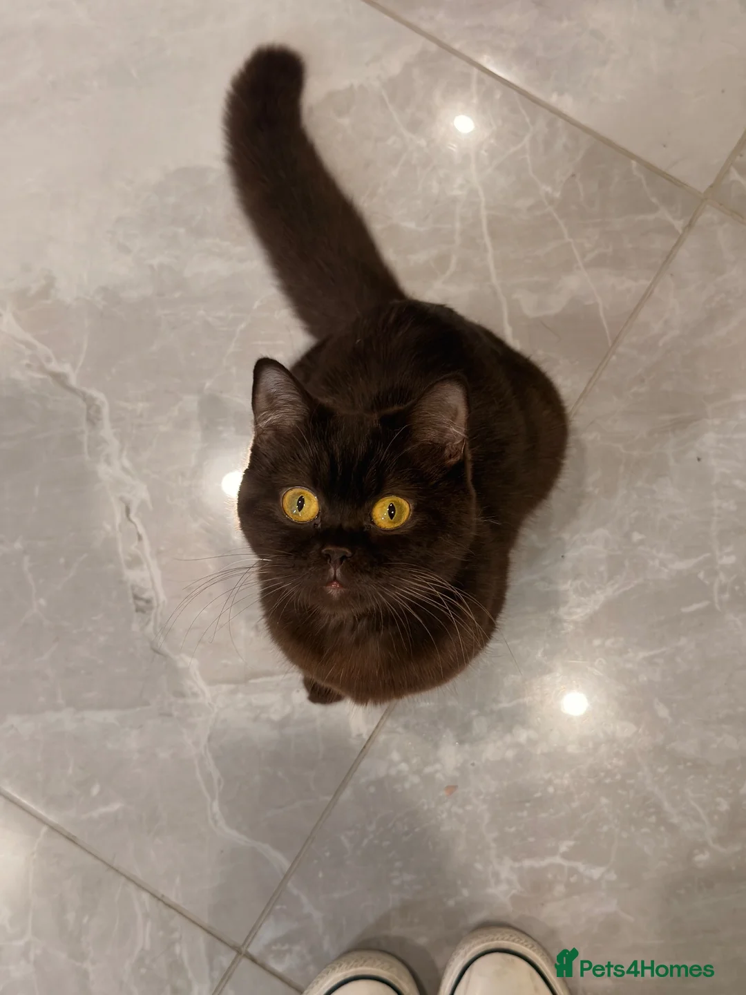 British Shorthair cats for sale: BSH kittens  - Advert 1
