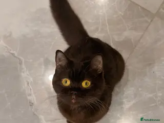 British Shorthair cats BSH kittens - Advert 4