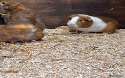 Guinea Pig rodents for sale: Guinea pigs - Image 1