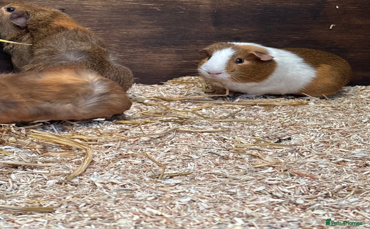 Guinea Pig rodents - Advert 1