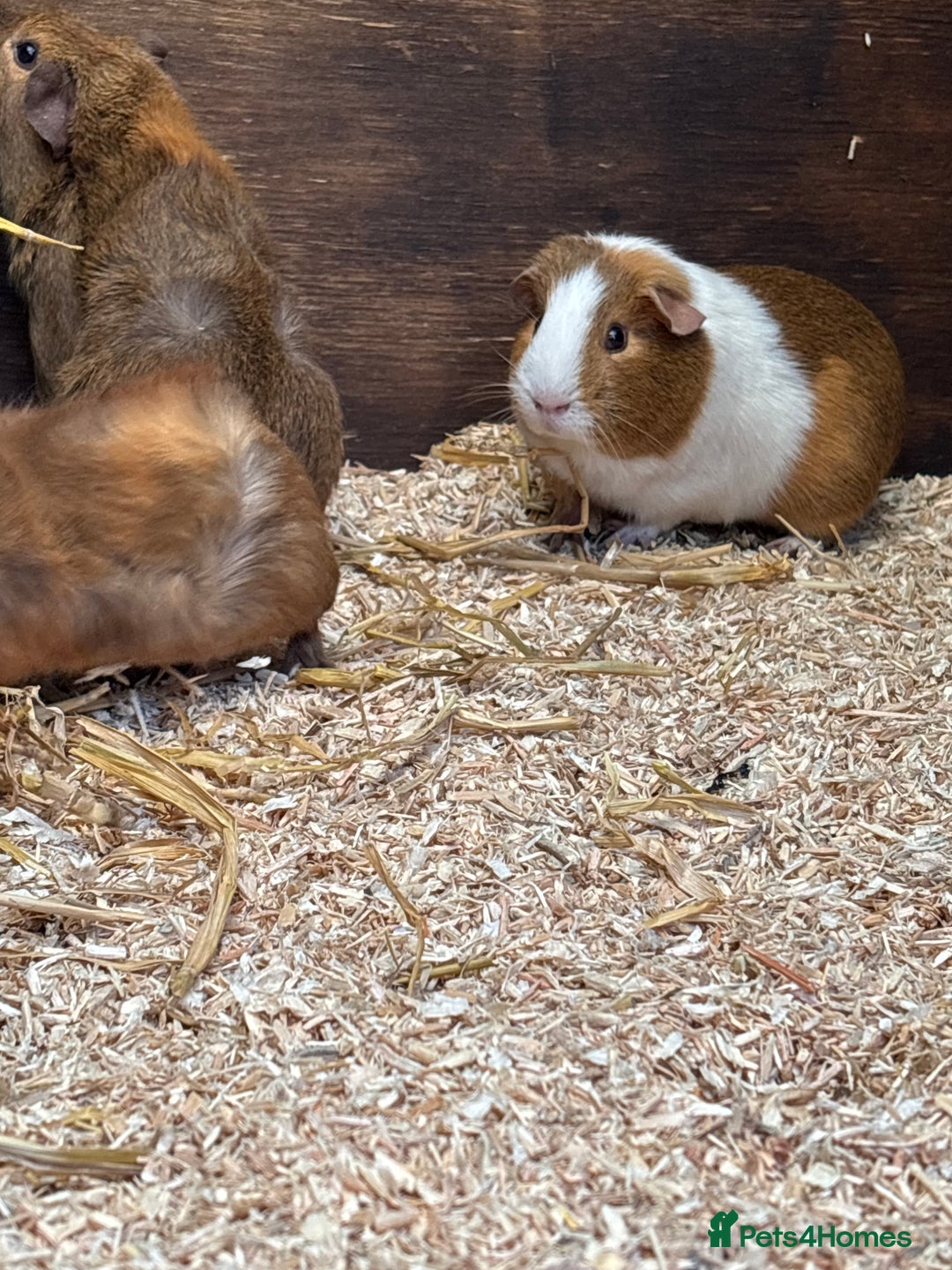 Guinea Pig rodents for sale: Guinea pigs - Image 1
