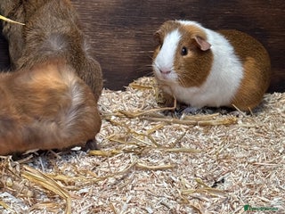 Guinea Pig rodents - Advert 19