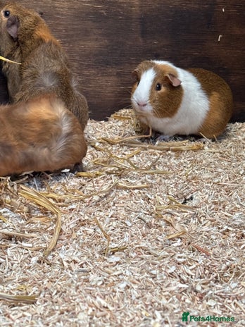 Guinea Pig rodents - Advert 1