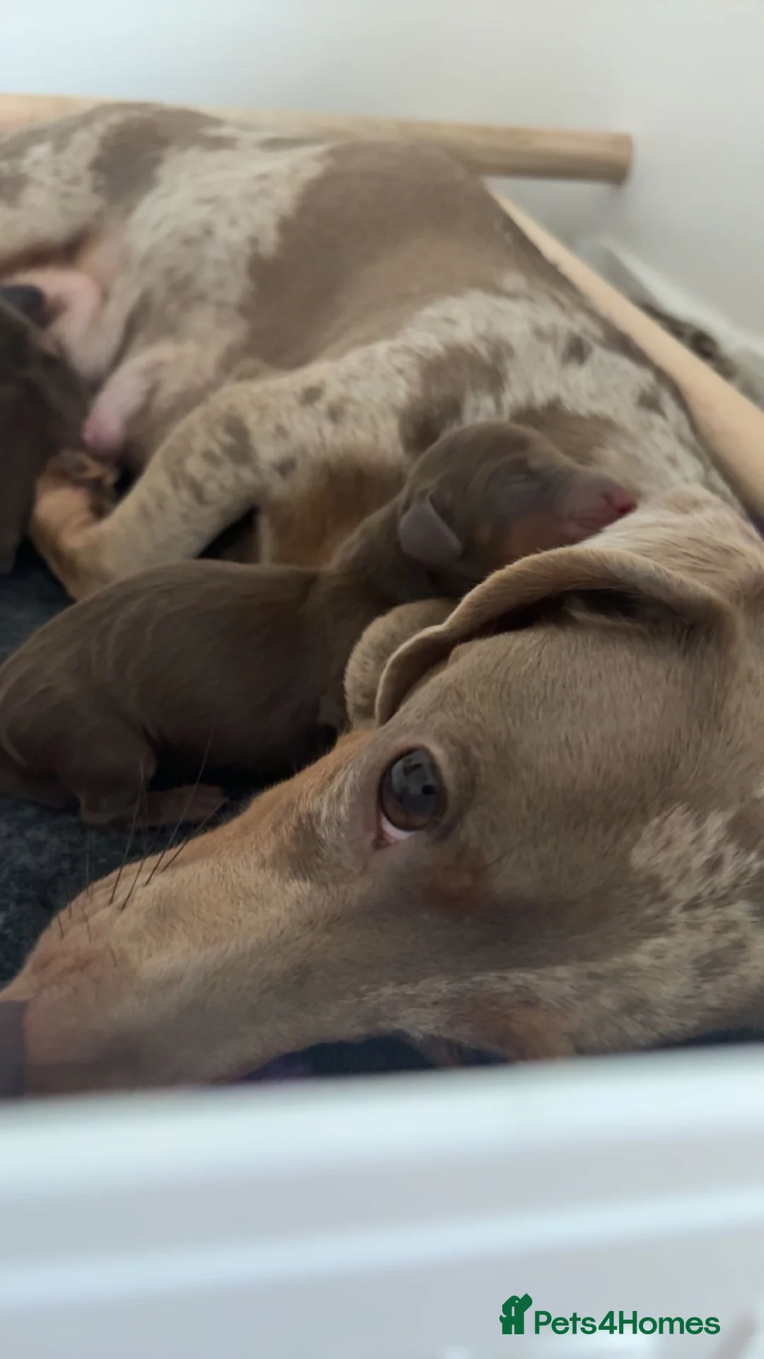 Miniature Dachshund dogs for sale: Stunning 5 star litter  in Abertillery - Advert 2