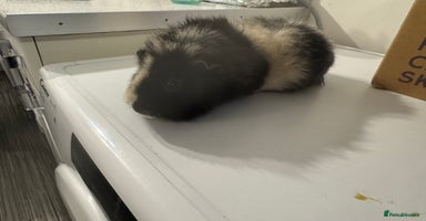 Guinea Pig rodents - Advert 2