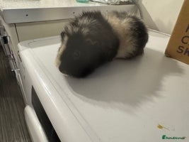 Guinea Pig rodents - Advert 4