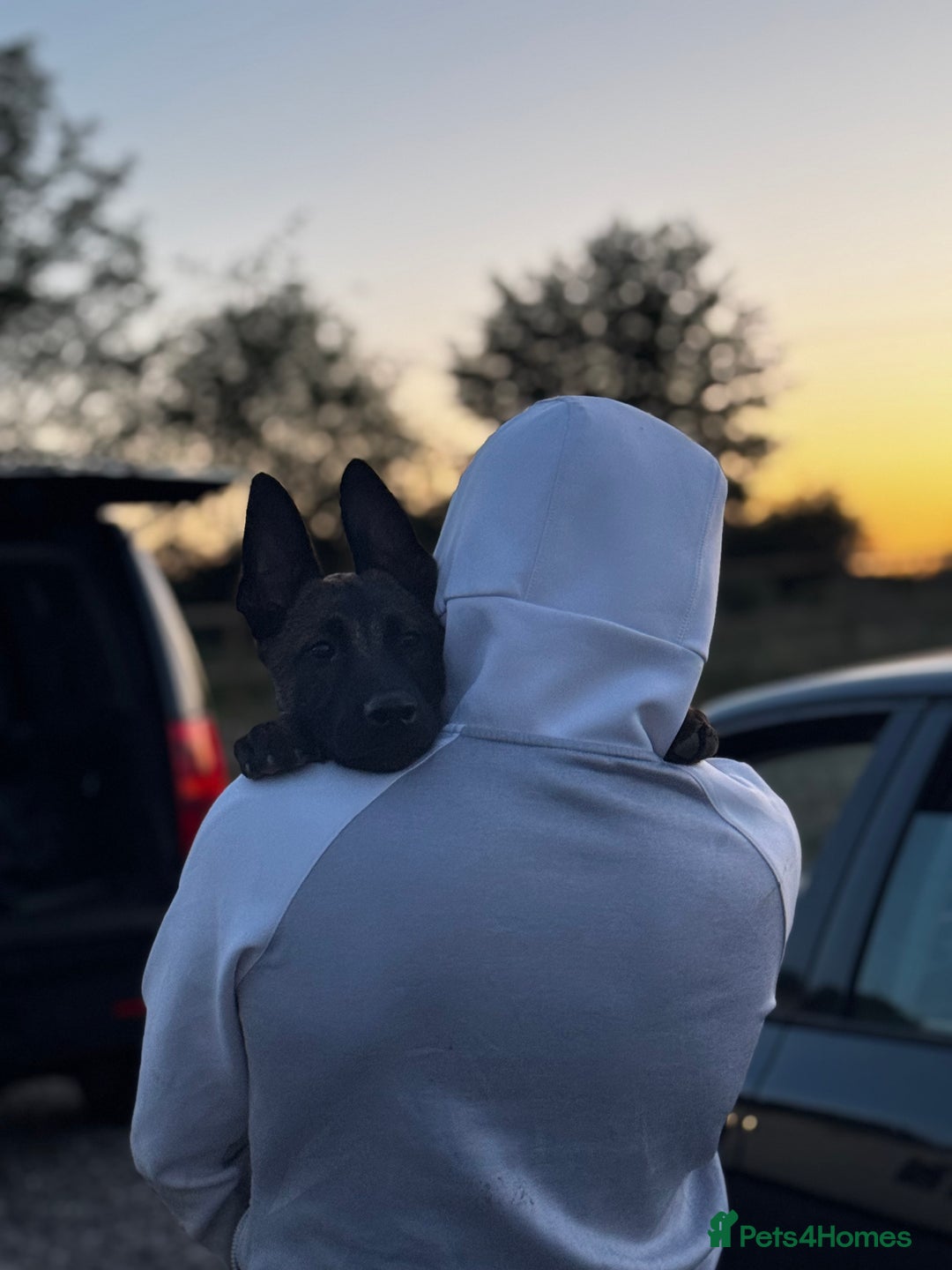 Belgian Shepherd Dog dogs for sale: 7 month old malinois/dutch herder  - Image 4