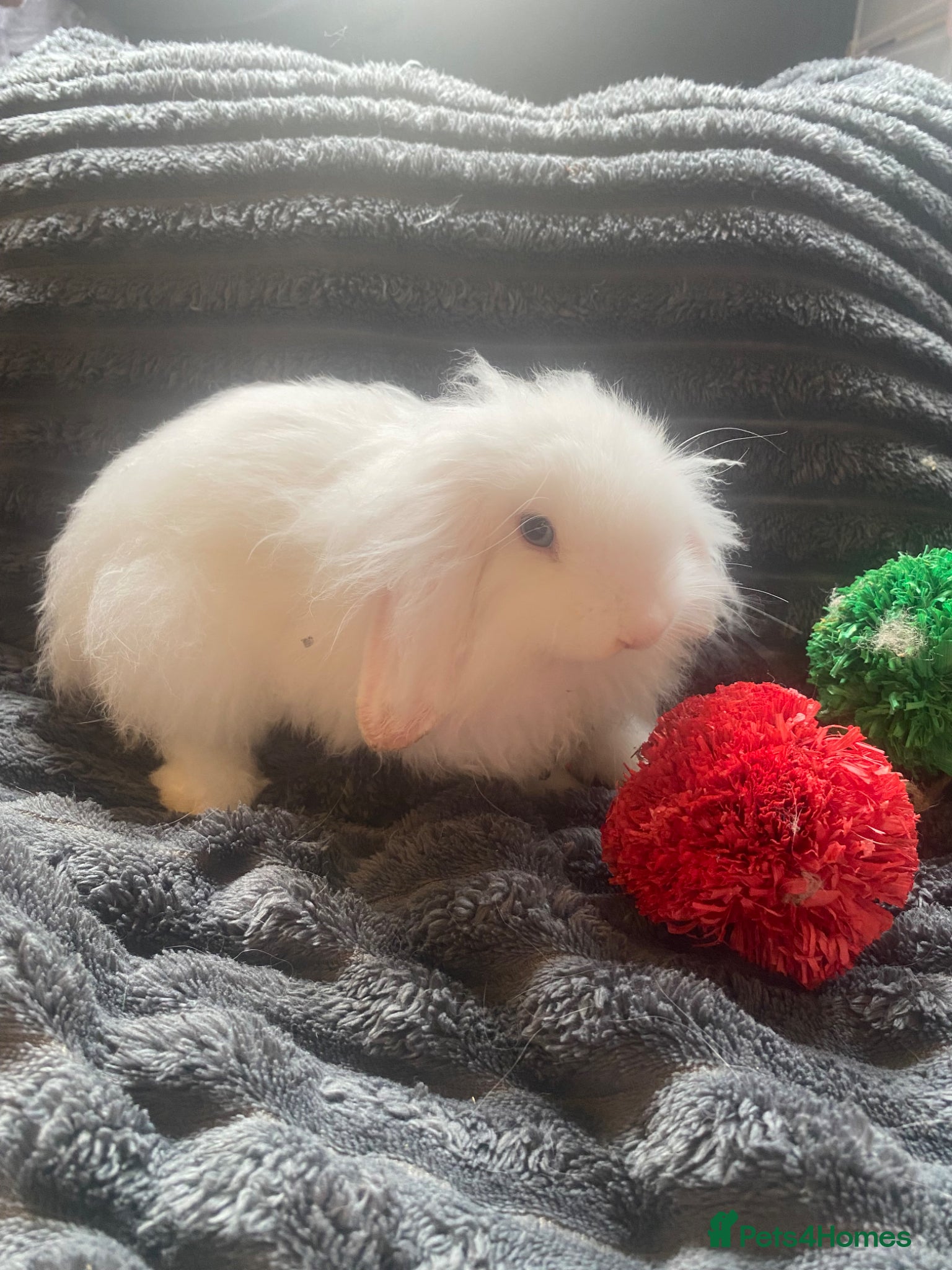 Cashmere Lop rabbits for sale: Cashmere Holland lop bunnies - Advert 1