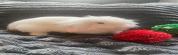 Cashmere Lop rabbits for sale: Cashmere Holland lop bunnies - Advert 1