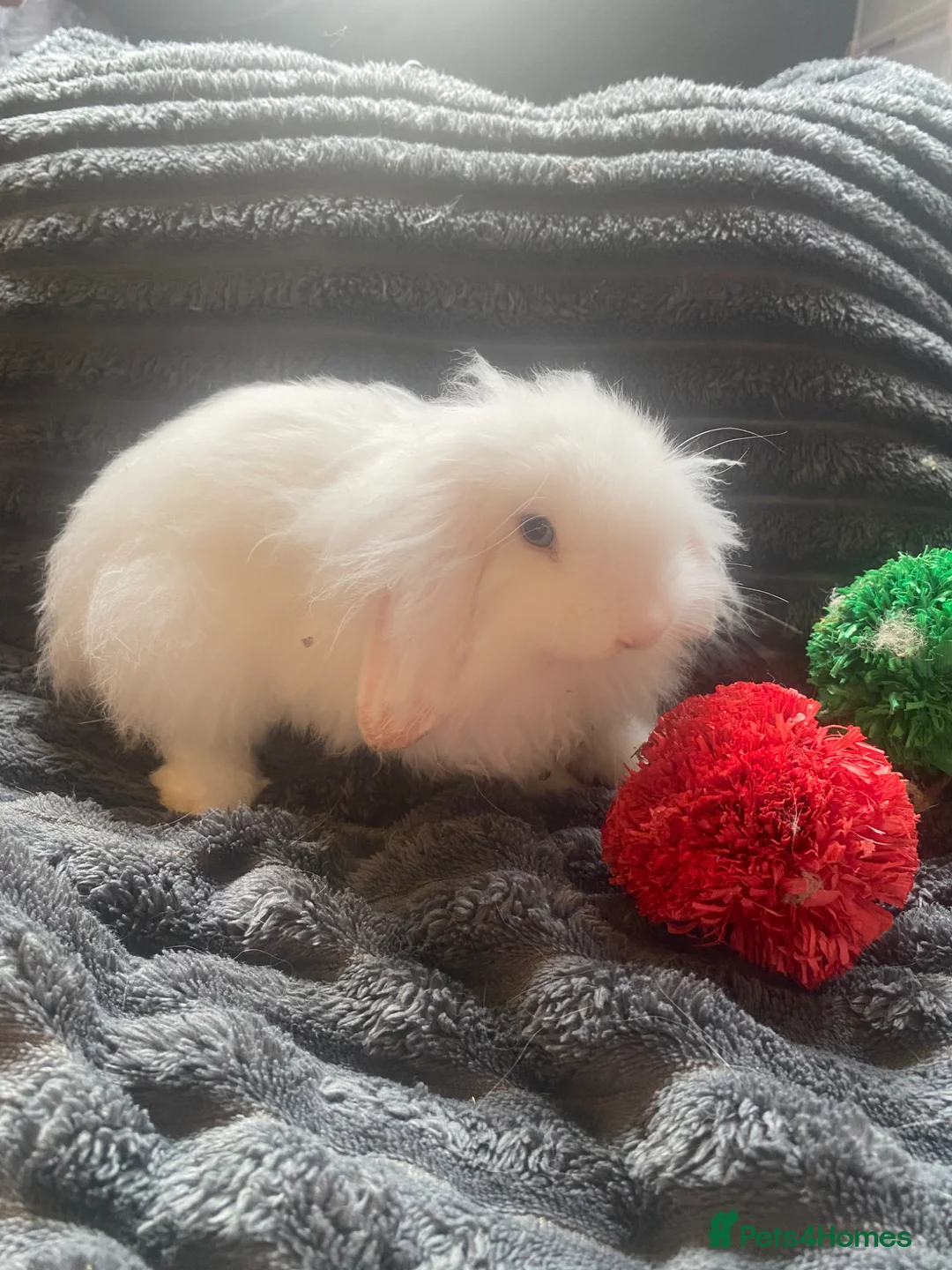 Cashmere Lop rabbits for sale: Cashmere Holland lop bunnies - Advert 1