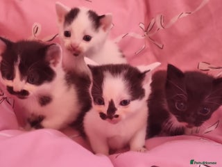 Mixed Breed cats 4 beautiful kittens ready for Christmas Eve - Advert 1