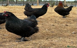 Chickens poultry for sale: Pol Hens For Sale - Image 5