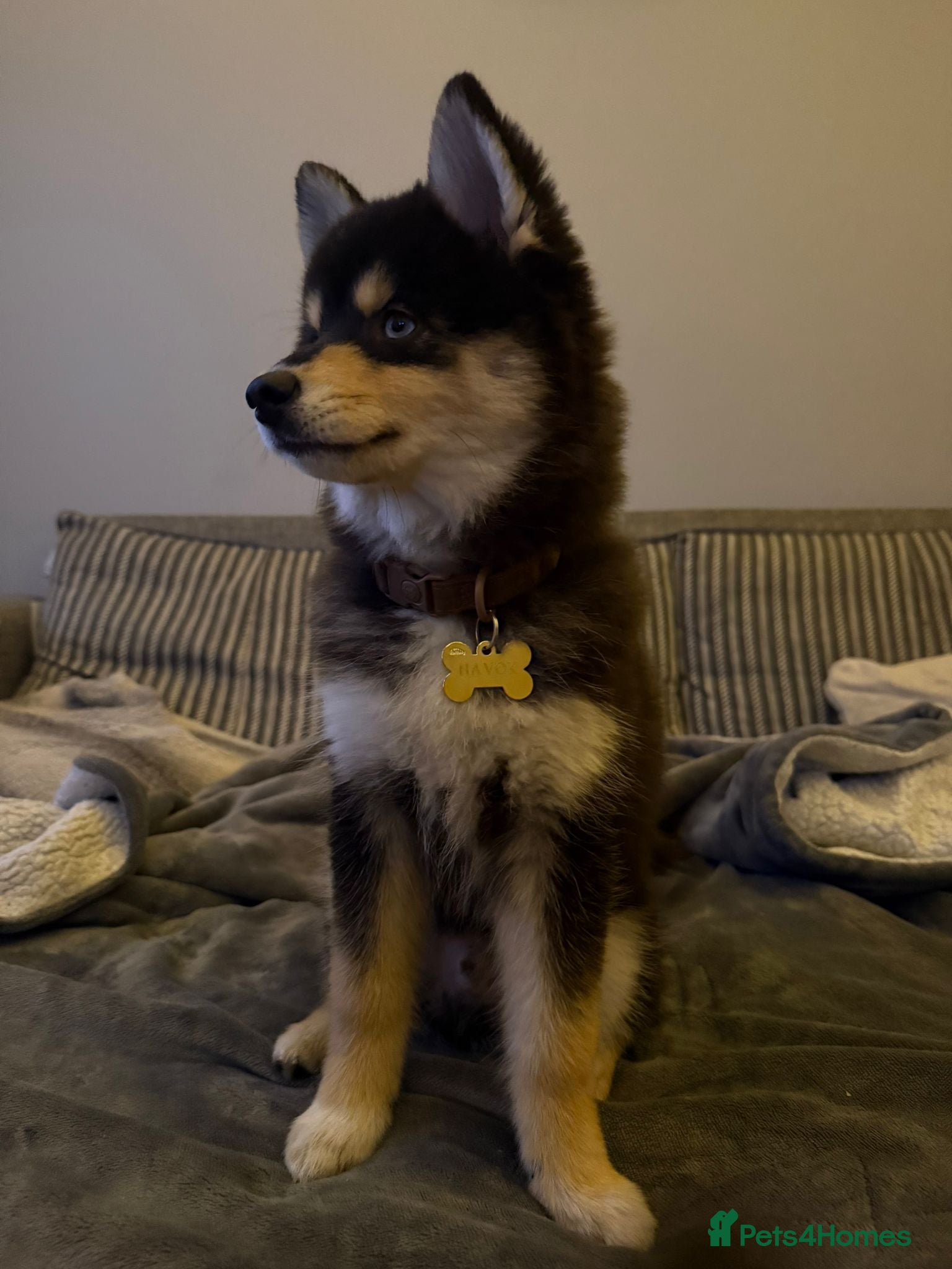 Pomsky dogs Pomsky puppies with Husky masks  - Advert 6