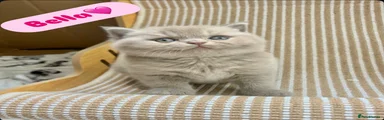 British Shorthair Kitten 2