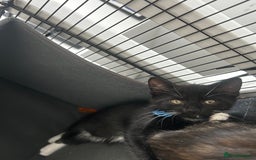 Mixed Breed cats for sale: 3 Male kittens  - Image 2