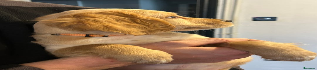 💙Cocker Spaniel Puppy 4