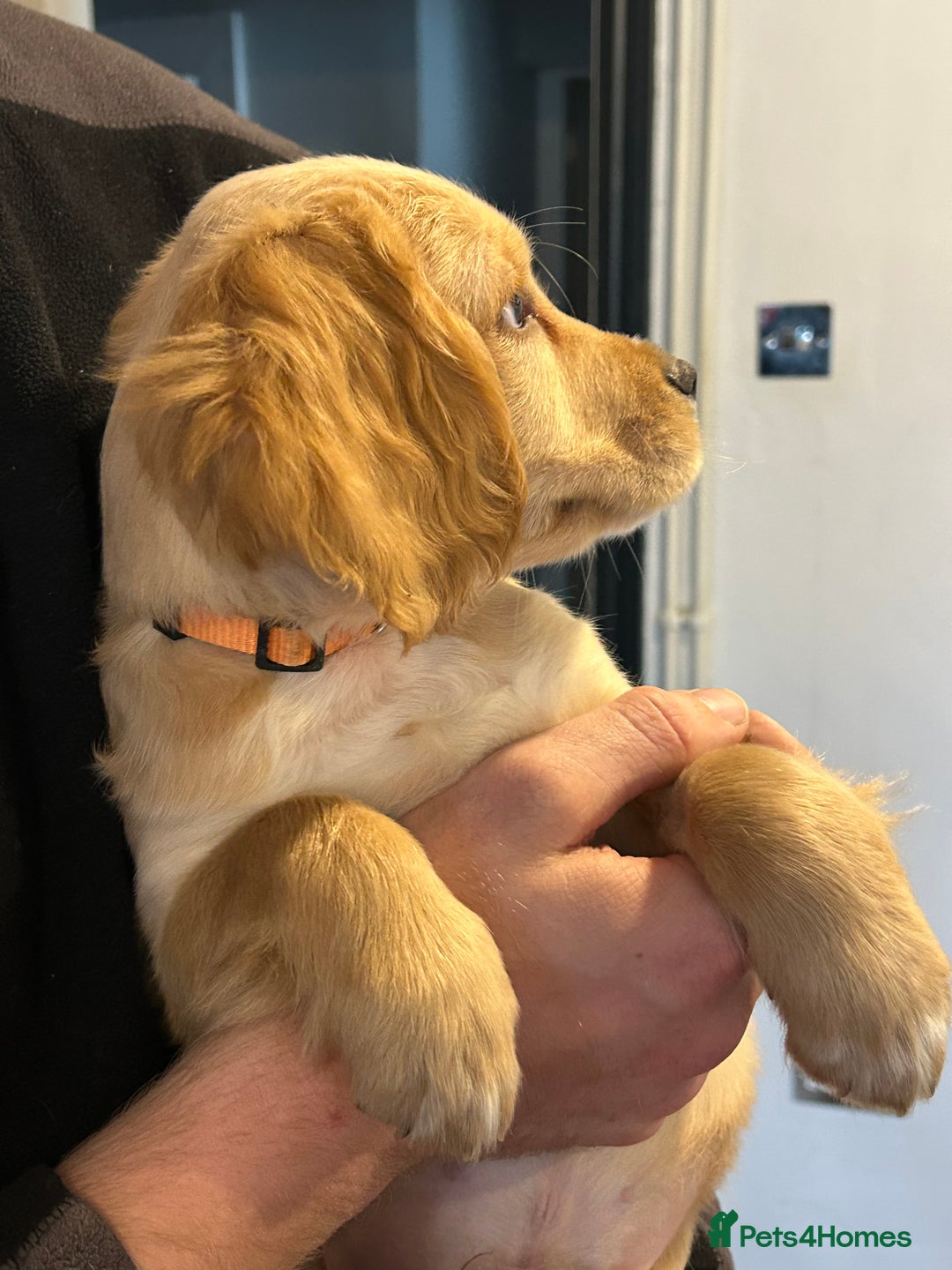 Cocker Spaniel dogs for sale: 3 Cocker Spaniel Puppies. 💙💙💙 - Advert 25