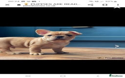 French Bulldog dogs for stud: King Midas son- Premium French Bulldog Stud - Advert 8
