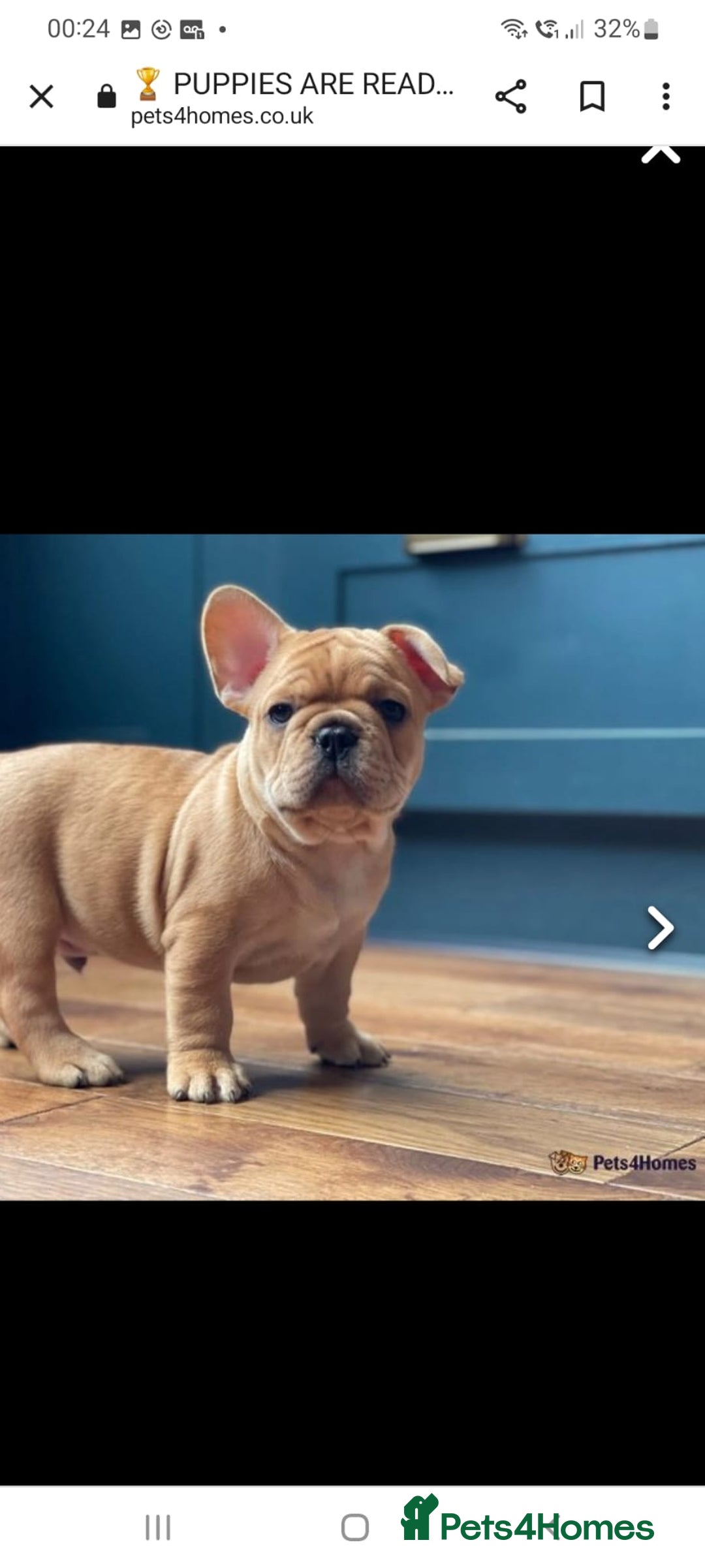 French Bulldog dogs for stud: King Midas son- Premium French Bulldog Stud - Advert 8