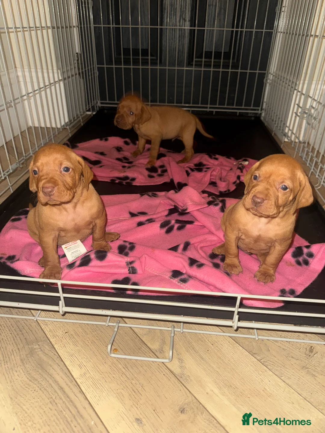 Hungarian Vizsla dogs for sale: Hungarian Vizsla KC Puppies excellent Pedigree - Advert 26