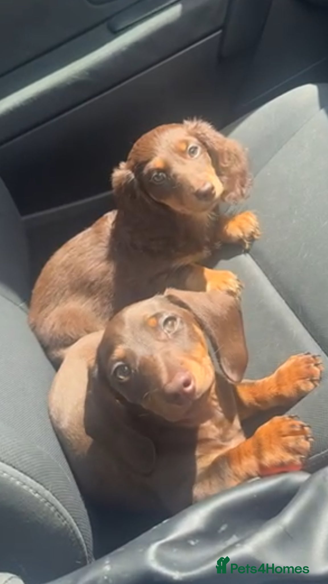 Dachshund dogs 2 mini dachshund boy & girl left choco&tan - Advert 6