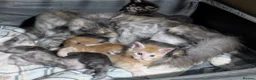 Maine Coon cats for sale: 5 beautiful male coon males  - Advert 8