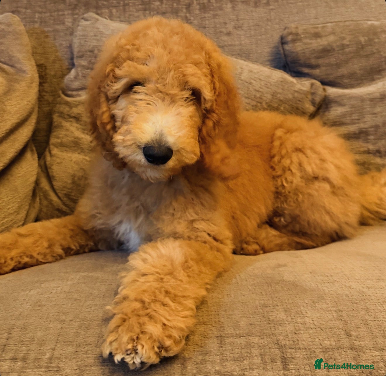 Standard Poodle dogs Standard Poodle Red boy ready now - Advert 1