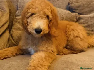 Standard Poodle dogs Standard Poodle Red boy ready now - Advert 1