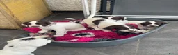 English Springer Spaniel dogs for sale: KC health tested springer puppies  - Advert 3