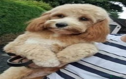 Cavapoo dogs for sale: F2 Cavapoo Gorgeous Babies!  - Image 17