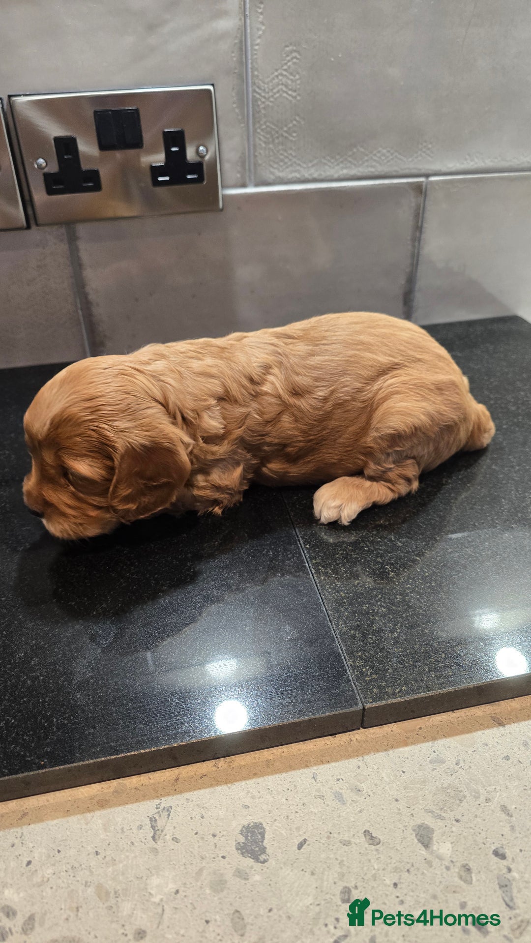 Cockapoo dogs for sale: Cockapoo Puppies - Image 17