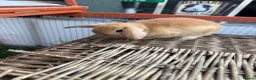 Mini Lop rabbits for sale: Mini Lop Babies - pure bred  - Advert 3