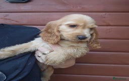 Cocker Spaniel dogs for sale: Show type Cocker Spaniels Fully vaccinated  - Image 4