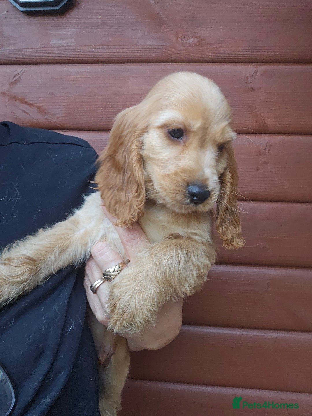 Cocker Spaniel dogs for sale: Show type Cocker Spaniels Fully vaccinated  - Image 4