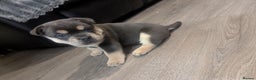 Mixed Breed dogs for sale: Beautiful Frenchie x chow chow puppies. - Advert 11