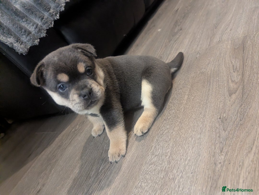 Mixed Breed dogs for sale: Beautiful Frenchie x chow chow puppies. - Advert 11