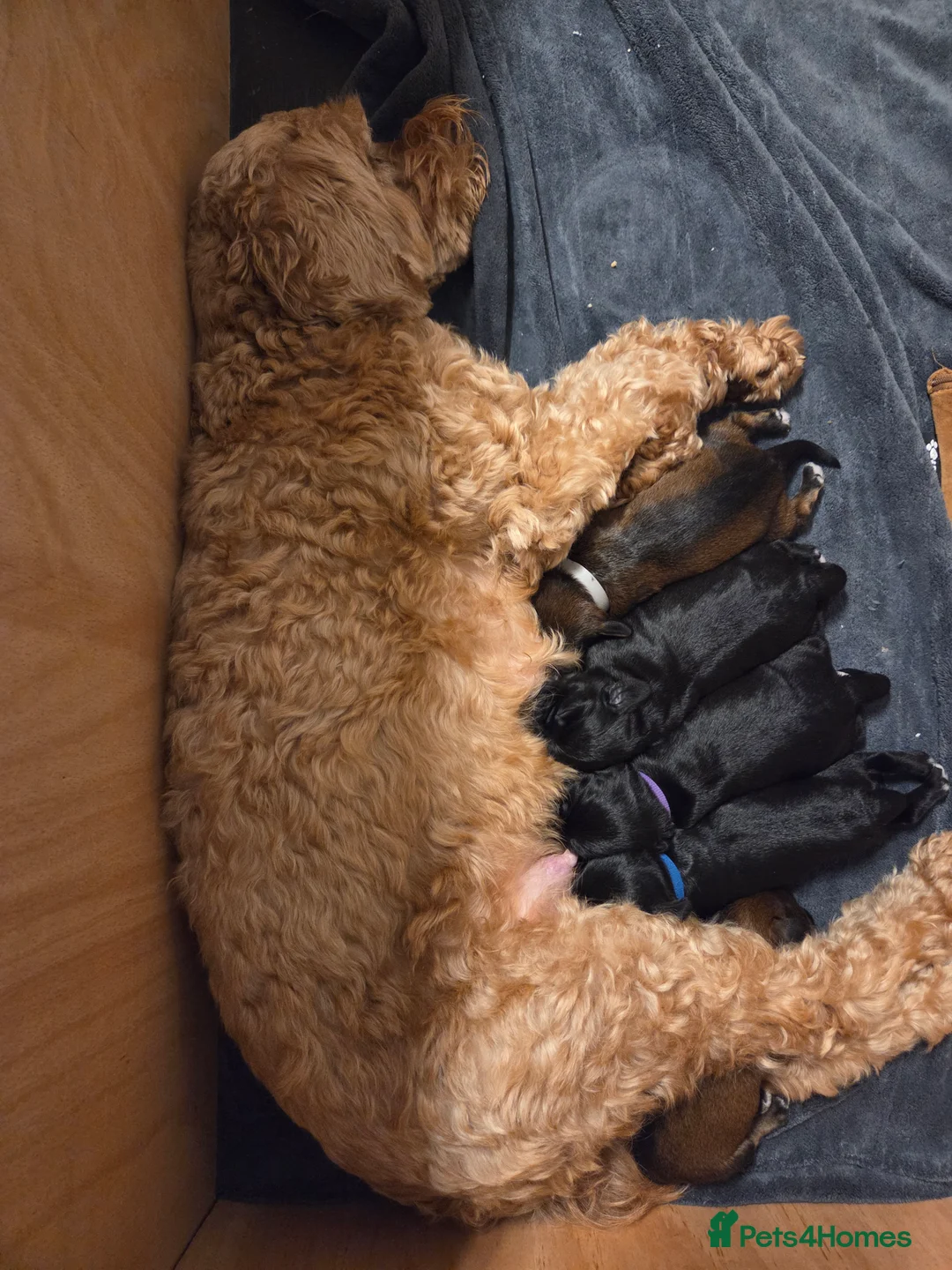 Mixed Breed dogs for sale: Schnockerpoo (cockapoo cross mini schnauzer) - Advert 6
