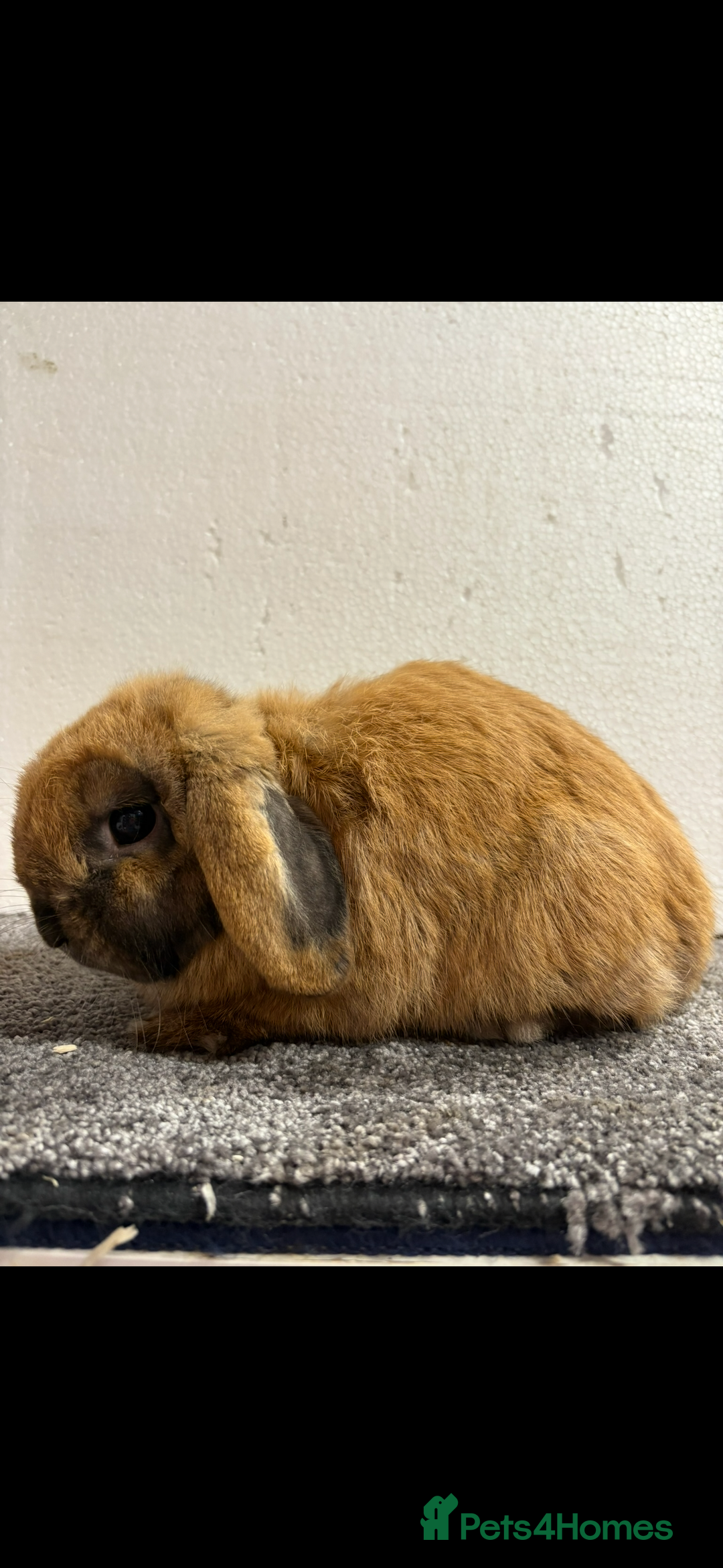 Mini Lop rabbits for sale: Mini Lop Sooty Fawn Boy - Image 5