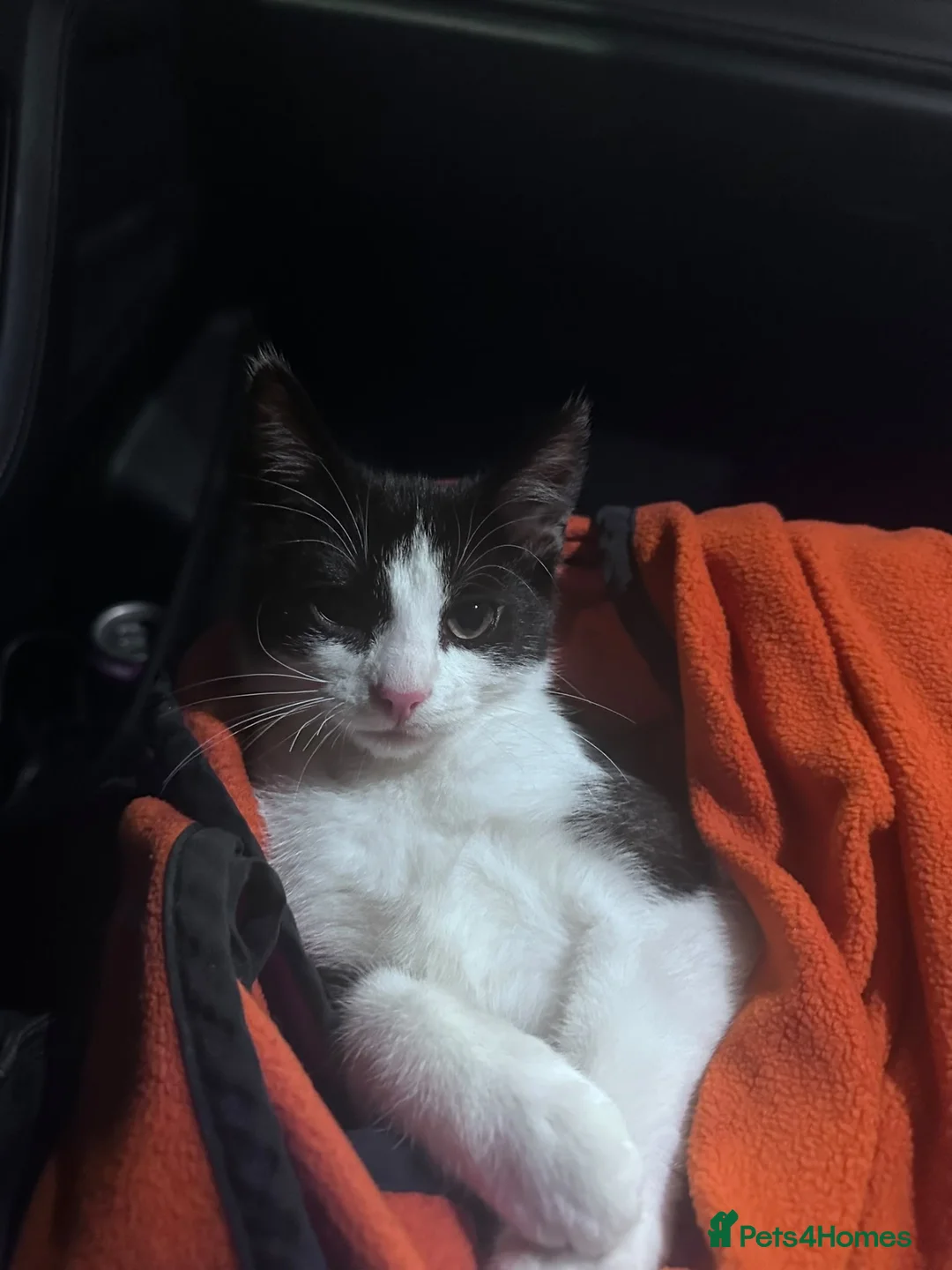 Mixed Breed cats for sale: Help Oreo find a new home - Advert 2