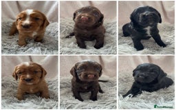 Cocker Spaniel dogs for stud: Health tested. Carries tan. KC reg in Blandford Forum - Image 16