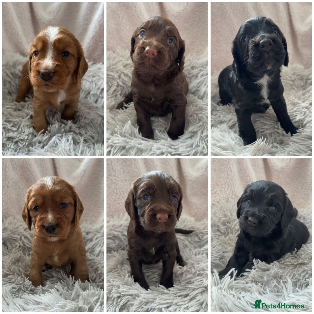 Cocker Spaniel dogs for stud: Health tested. Carries tan. KC reg in Blandford Forum - Image 16