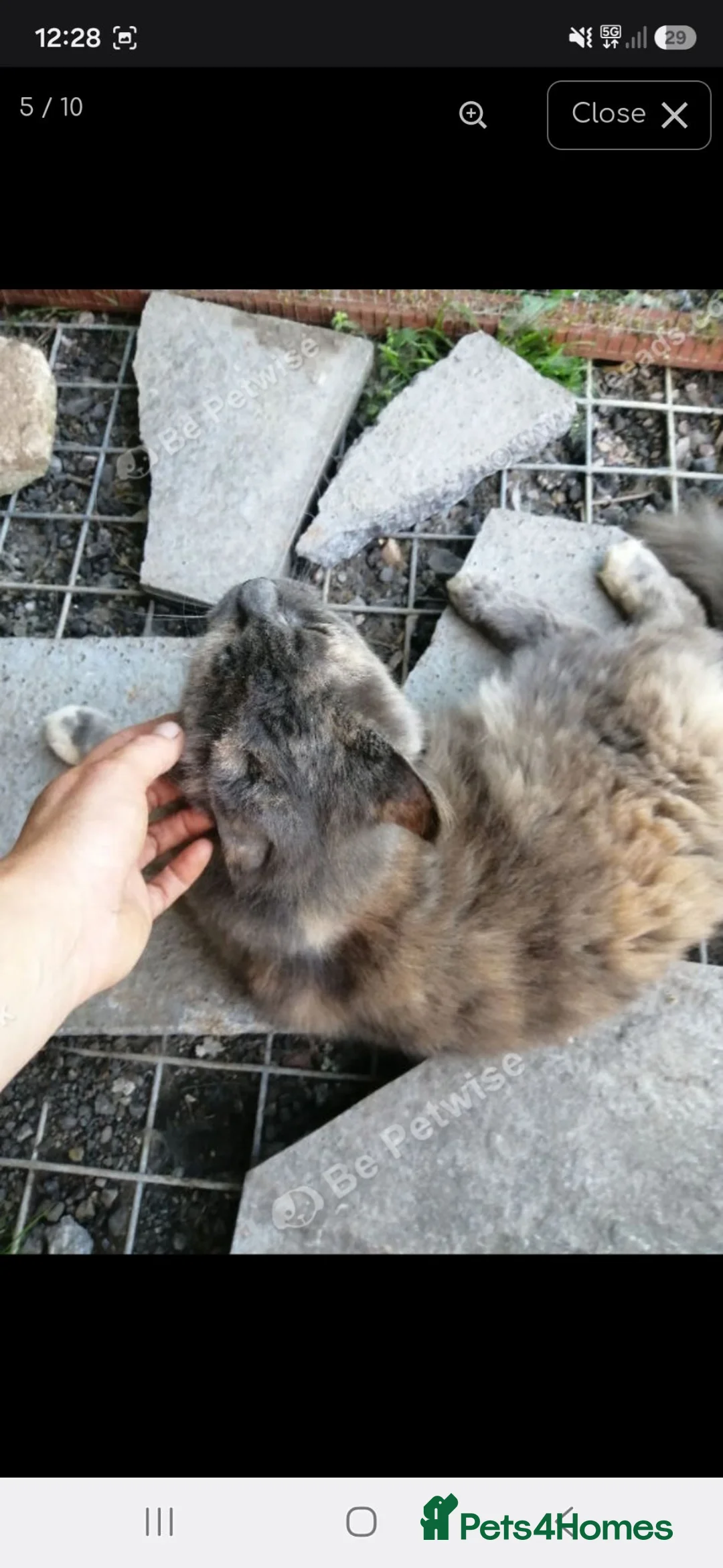 Maine Coon cats for sale: Female maincoon 4yrs old - Advert 2