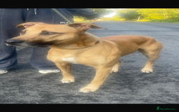 Lurcher dogs for stud: Stud  - Image 5