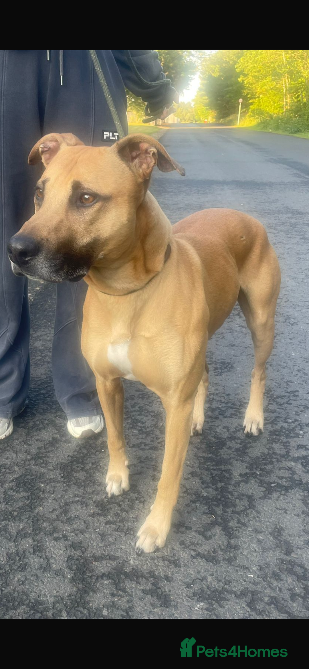 Lurcher dogs for stud: Stud  - Image 5
