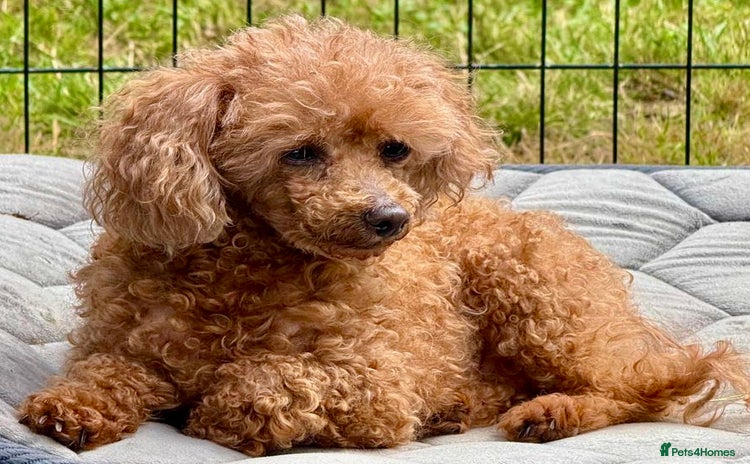 Miniature Poodle dogs - Advert 3