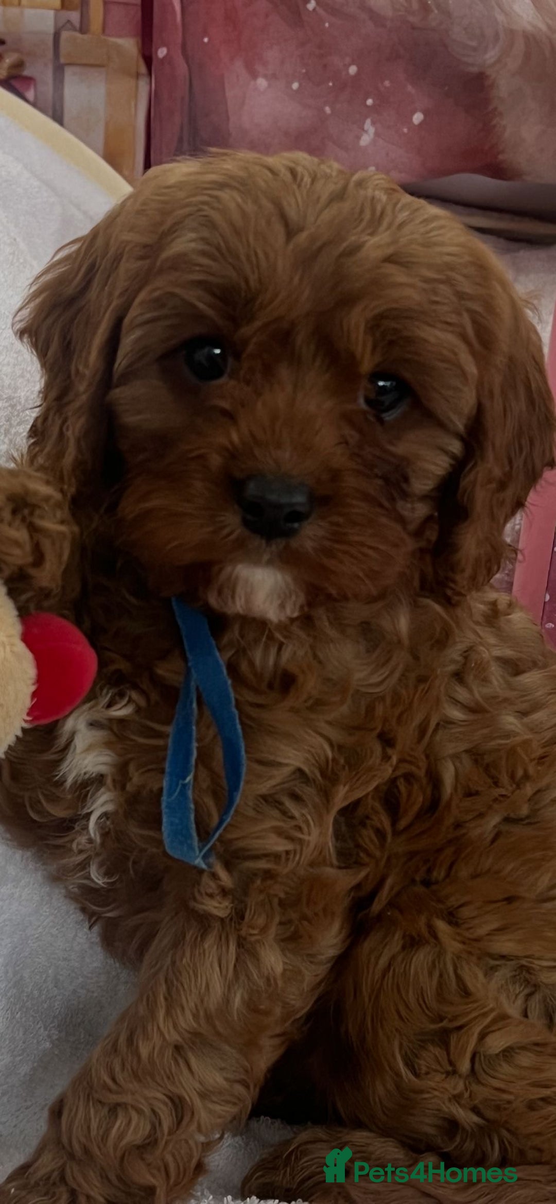 Cavapoo dogs for sale: Cavapoo puppies ready now 🏡 - Advert 6