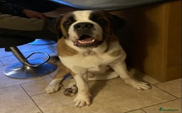 Saint Bernard dogs for sale: Saint puppy from HIP & ELBOW tested parents  - Advert 2