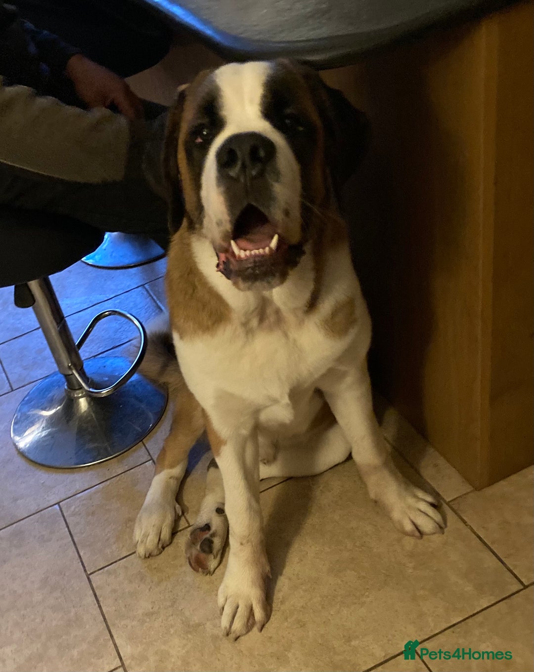 Saint Bernard dogs for sale: Saint puppy from HIP & ELBOW tested parents  - Advert 2