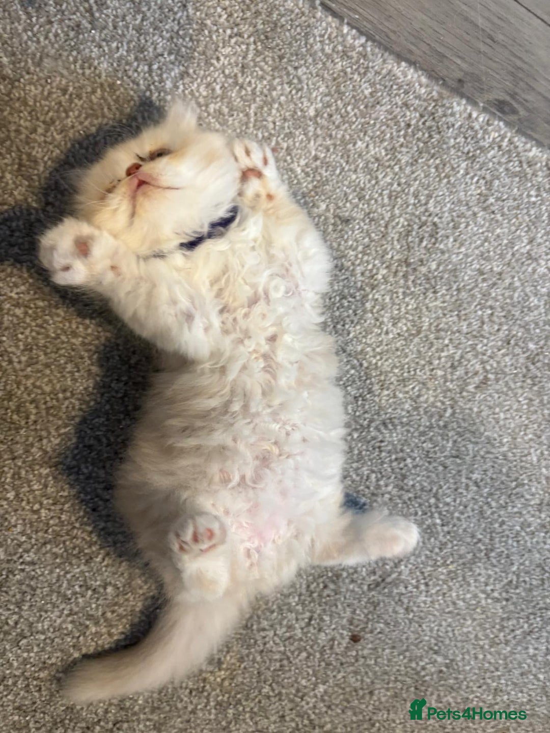 Persian cats for sale: Stunning Persian kittens  - Image 15