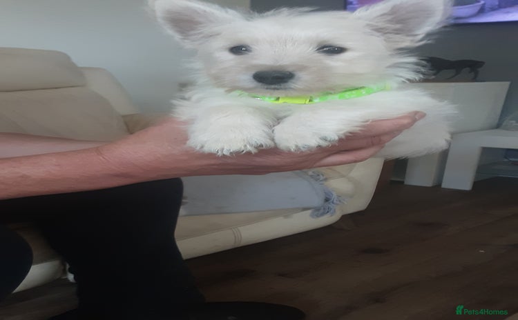 West Highland Terrier dogs - Advert 7